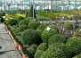 buxus-aiksteleje_1457778892-2832c5b36cadde763b01361a07825aca.jpg